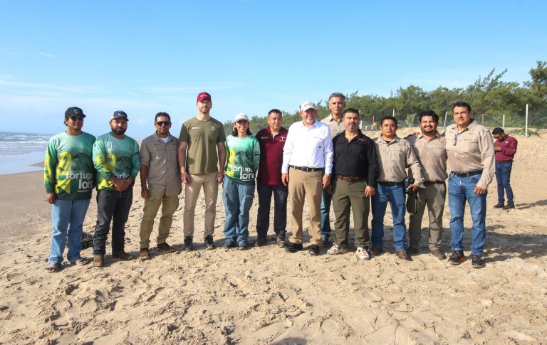 Consolida Tamaulipas liderazgo en la protección de la tortuga lora